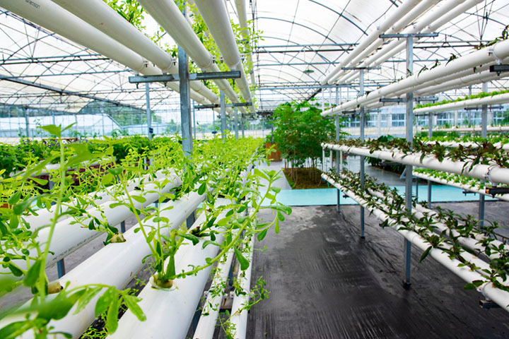 hydroponic farm